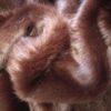 TISSU FAUSSE FOURRURE 3
